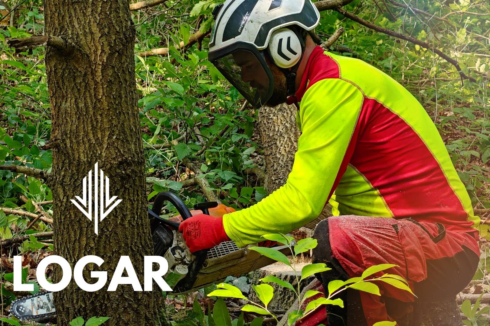 cennik wycinki drzew 2025