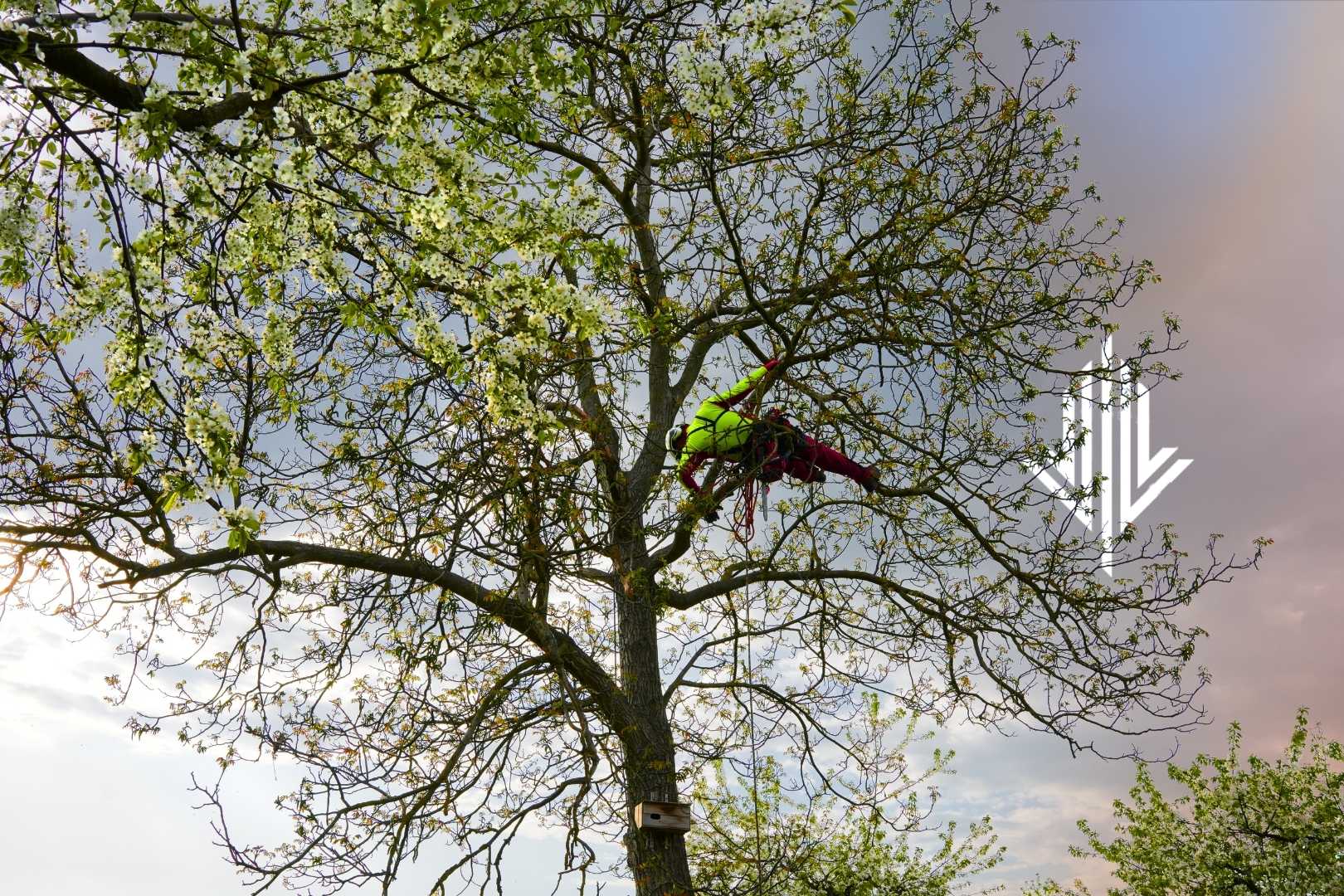 Pielęgnacja drzew owocowych pielęgnacja drzewa, przycinanie drzewa