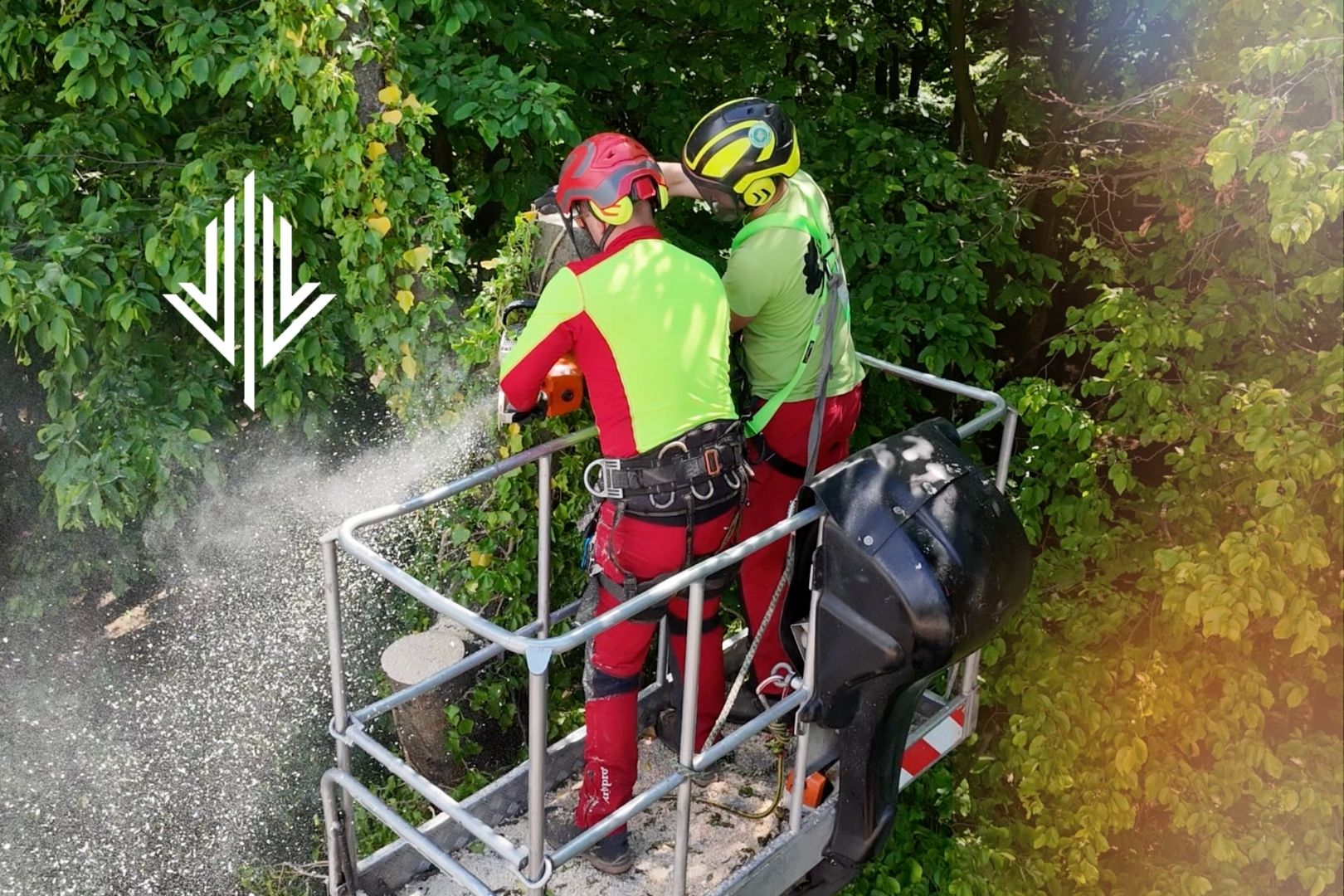 Wycinka drzewa z podnośnika pielęgnacja drzew z podnośnika